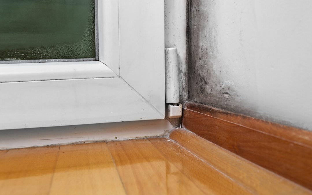 4 Signs That You Have a Home Mold Problem